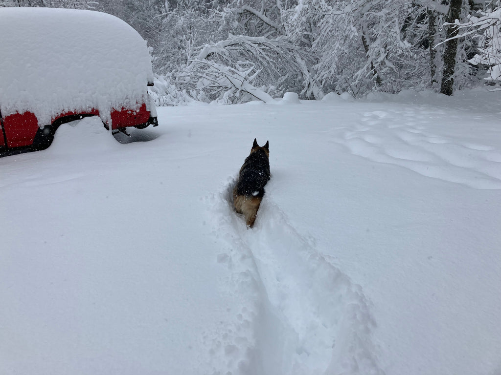 Crazy Amount Of Snow